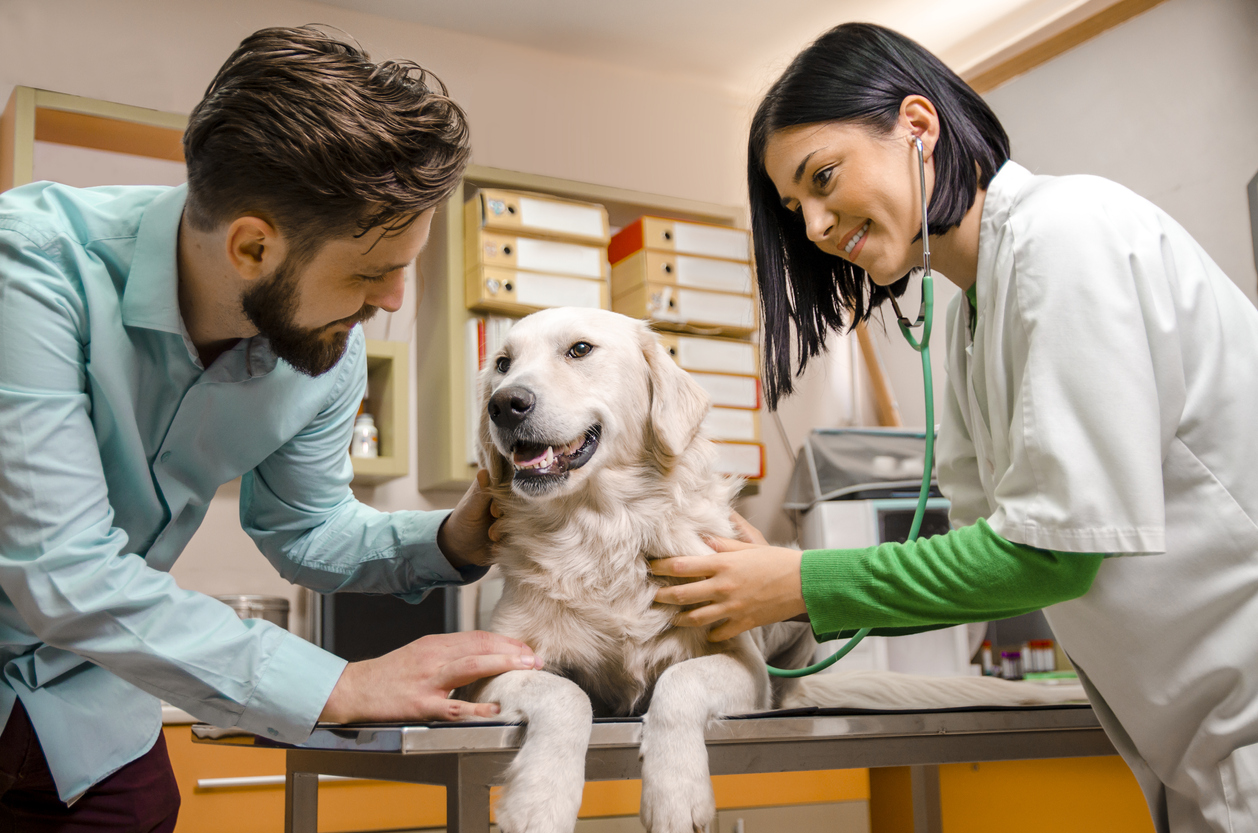 Att vårda en sjuk, skadad eller opererad hund